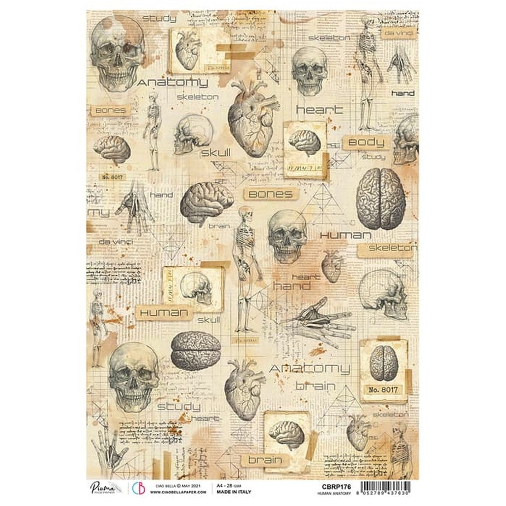 Human Anatomy - Ciao Bella Piuma Rice Paper A4 - 5 Pack