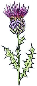 Lindsay Mason Thistle - Traditional Wood Mounted Stamp